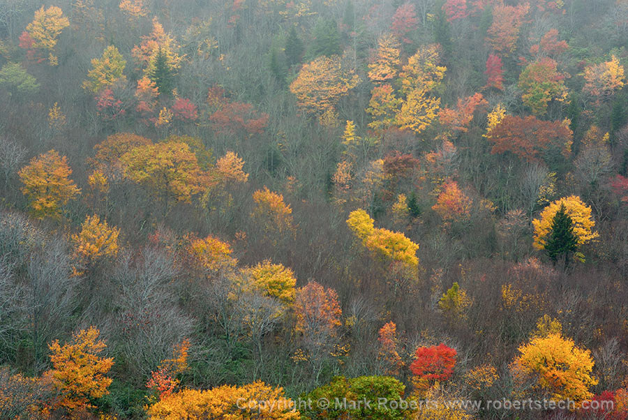 Fall at Grandfather Mountain - 7d704428