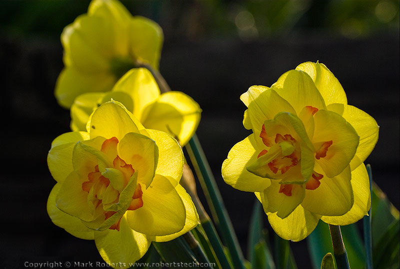 Dafodils in Spring - 7d801522