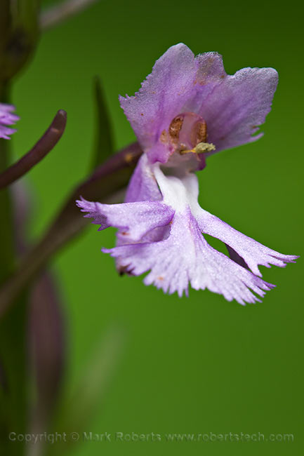 Small Purple Fringed Orchid - 7d803531