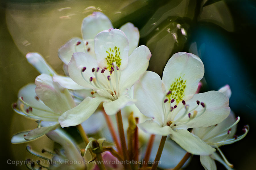 Psychedelic Rhododendron Flowers - 7d804001