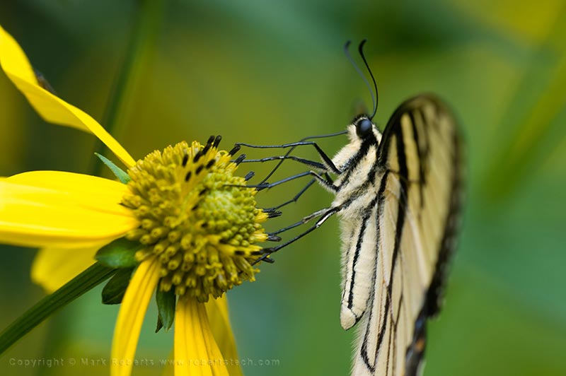 Eastern Tiger Swallowtail - 7d804775