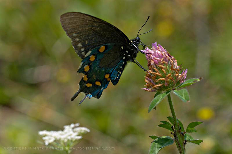 Pipevine Swallowtail Butterfly - 7d804911