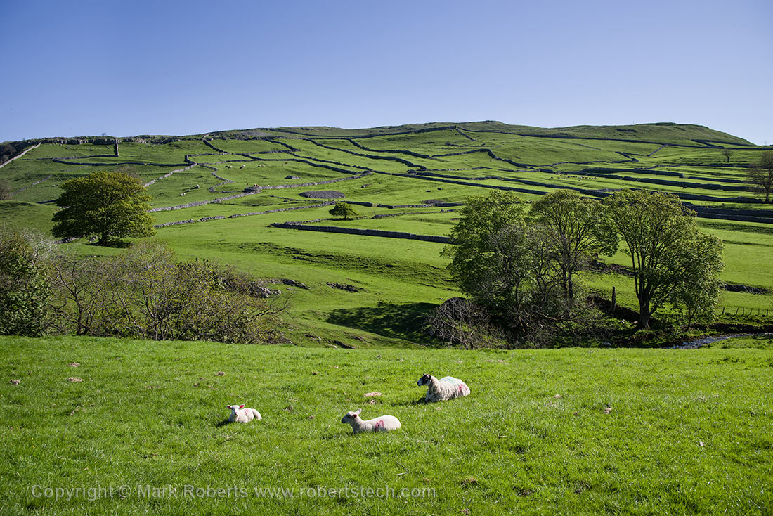 Yorkshire Sheep and Dry Stone Walls - 7e201806.jpg