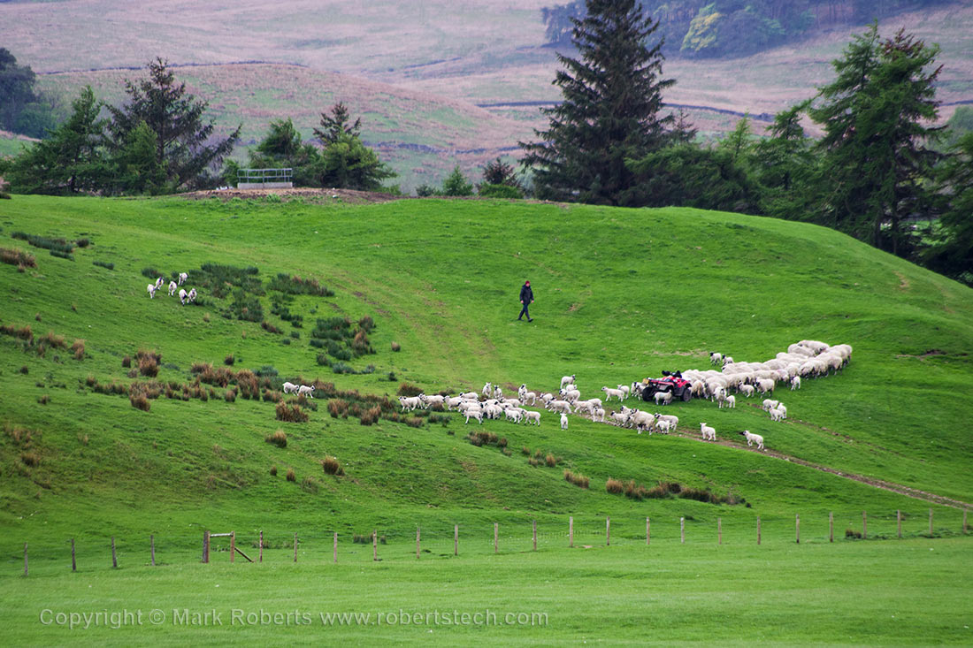 Sheep Herding Near Hawes - 7e202109.jpg