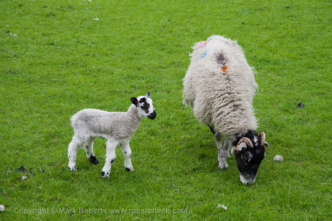 Day-Old Lamb and Mother - 7e202119.jpg