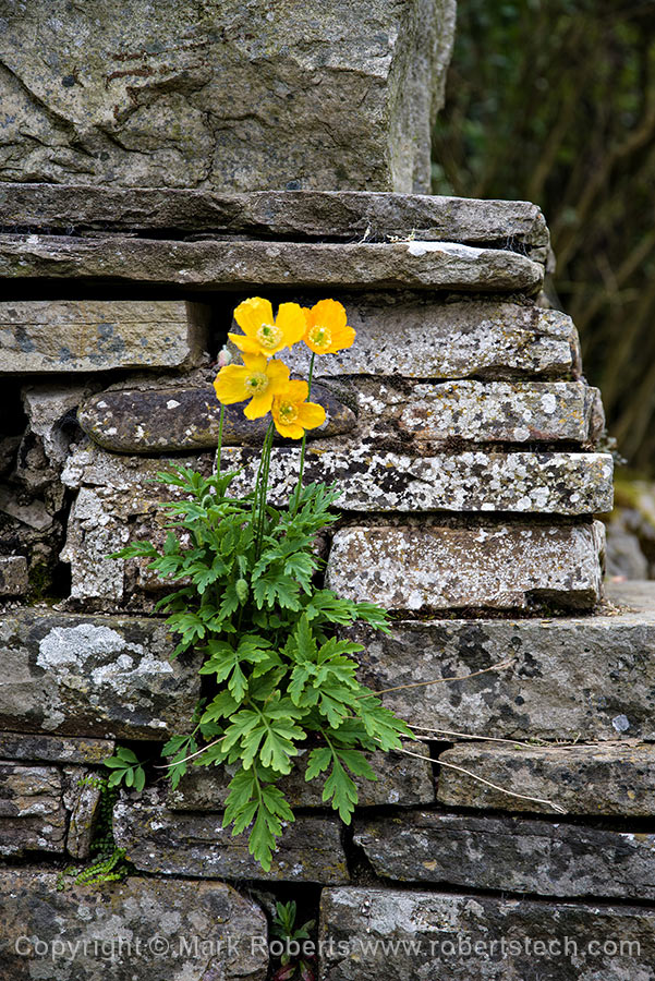 Dry Stone Wall and Flowers - 7e202121.jpg