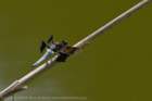 dragonflyorsimilarflyinginsect_small.jpg