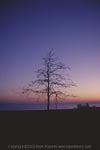 Tree on Hamlin Beach at Dawn