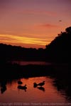 Geese at Dawn in North Park