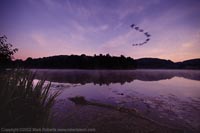 Blurred Flock of Geese