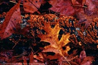 Lichen and Leaves