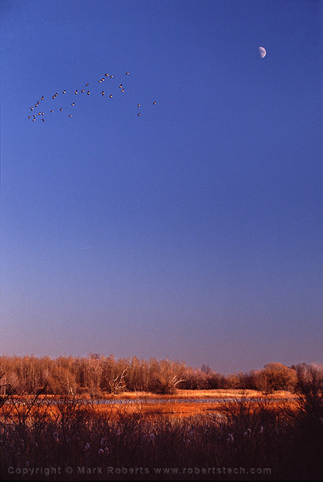 7d106008 - Geese and Moon Over Quaker Pond