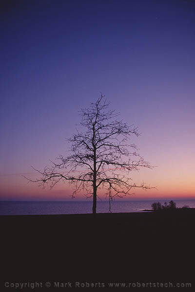 7d201202 - Tree on Hamlin Beach at Dawn