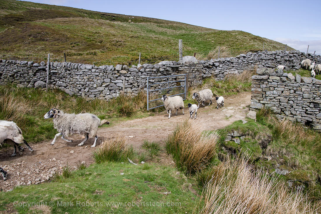 Sheep Through the Gate - 7e202149.jpg