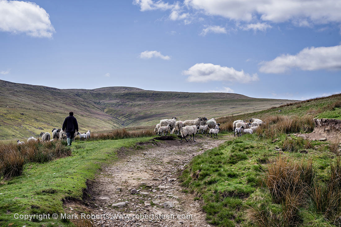 Farmer, Sheep and Great Shunner Fell - 7e202150.jpg