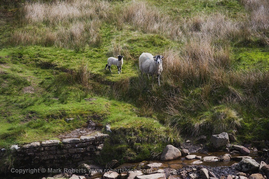 Sheep On the Moors - 7e202240.jpg